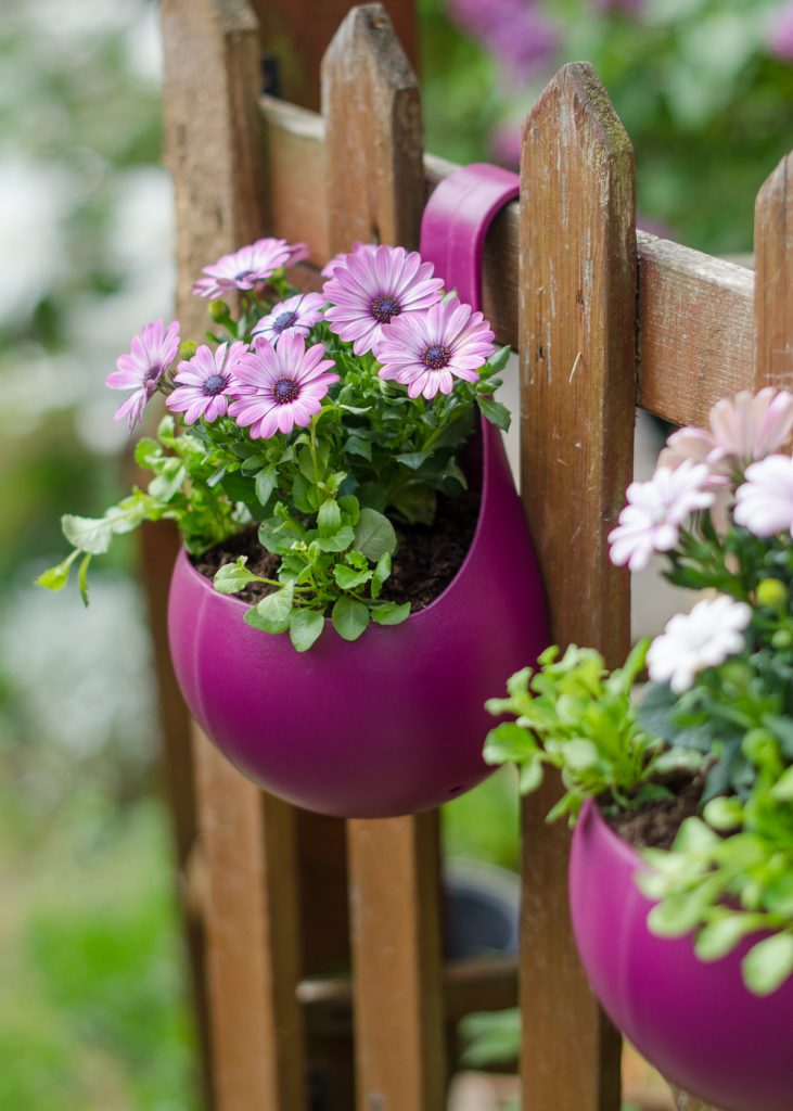 castor oil plant benefits Organic Castor Oil with Rosemary Oil  Sky Organics