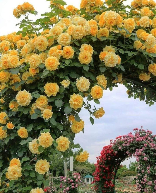 climbing rose plant growing on wall garden colorful flowers India