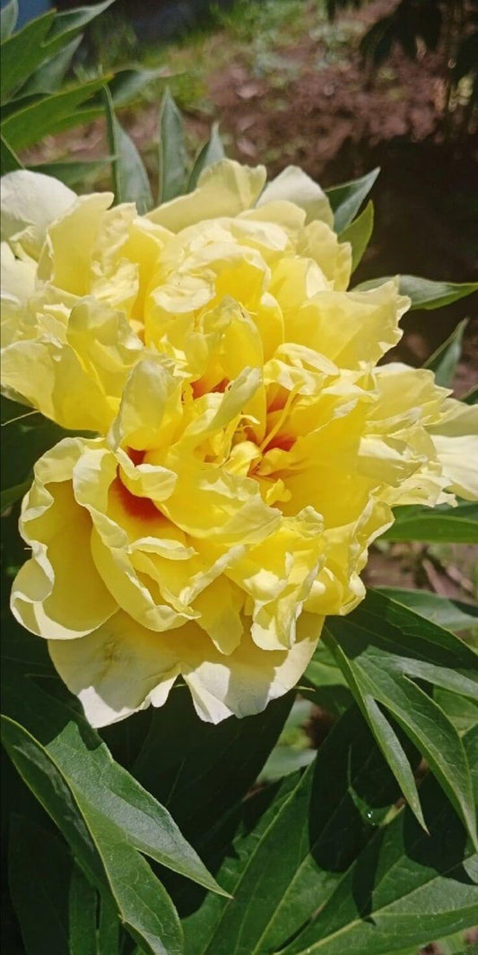 yellow peony flowers blooming ornamental garden India