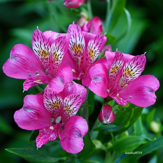 Close-up of pink flowers with green leaves