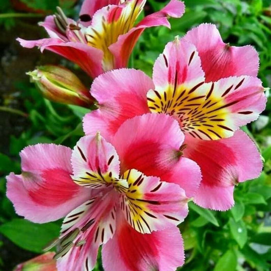Close-up of pink and yellow flowers with green leaves in the background
