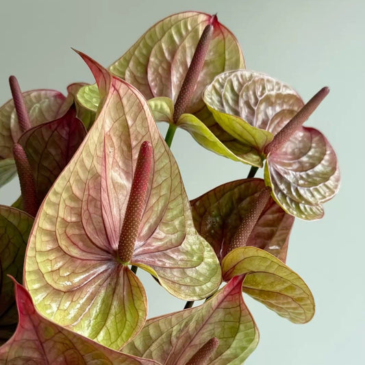 Close-up of vibrant red and green leaves against a light background