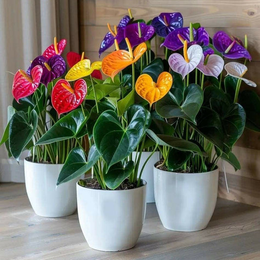 Colorful potted plants with heart-shaped leaves on a wooden floor.
