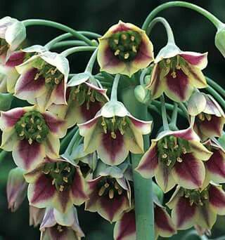 nectaroscordum siculum ornamental allium hanging flowers garden India