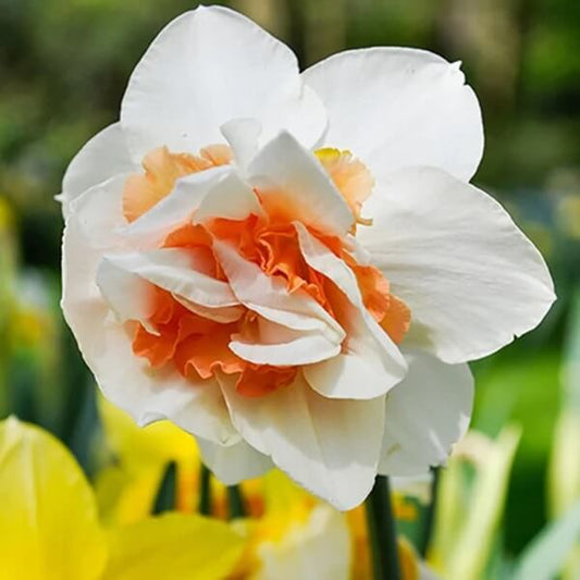 Replete daffodil flower bulbs with double petals