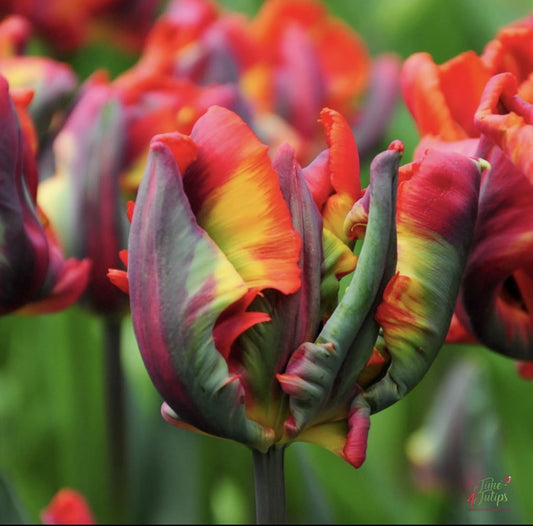 Imported Holland Tulip Flower Bulbs Pack Of 5 Bulbs