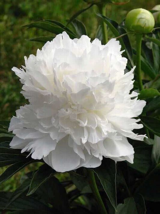 white peony flowers blooming ornamental garden India