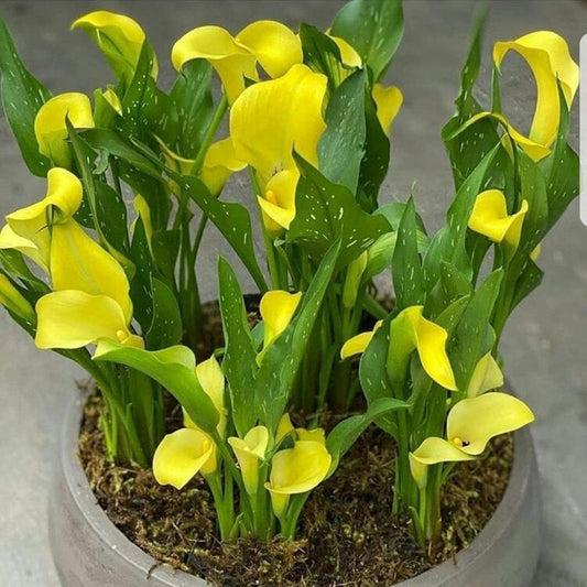 Imported Calla Lily Flower Bulbs – Pack of 2 Premium Zantedeschia Bulbs for Home & Garden Planting
