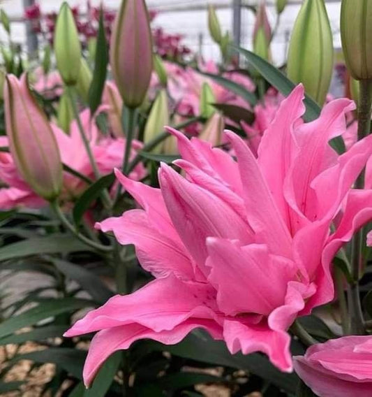 oriental lily double flowers large fragrant blooms garden india