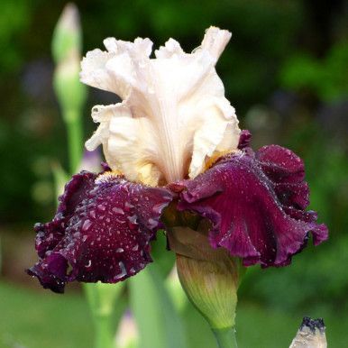 Imported Bearded Iris Flower Bulbs / Rhizomes Pack of 2 – Colorful Perennial Garden Flowering Plants