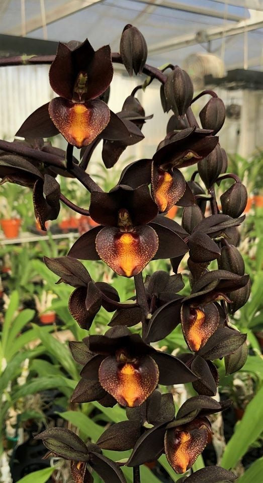 Cymbidium Orchid Flower Bulbs – Premium Exotic Orchid Plant Pack Of 5 Bulbs