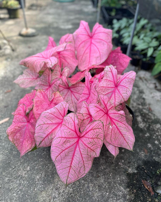 Caladium Flower Bulbs – Pack of 5 Premium Bulbs |