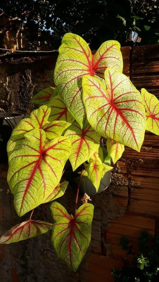 Caladium Flower Bulbs – Pack of 5 Premium Bulbs |