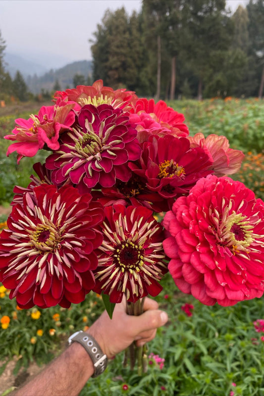 Zinnia Flower Seeds | 50–70 Seeds Pack | Easy-Grow Garden Flowers