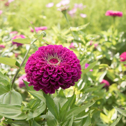 Zinnia Flower Seeds | 50–70 Seeds Pack | Easy-Grow Garden Flowers