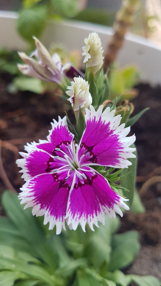 Dianthus Flower Seeds – Pack of 100 Premium Imported Seeds | Easy to Grow