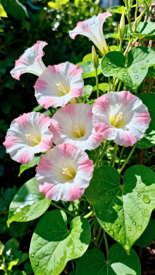 Morning Glory Flower Seeds – ( Pack of 50–70 )Premium Seeds | Fast Growing Climbing Vine