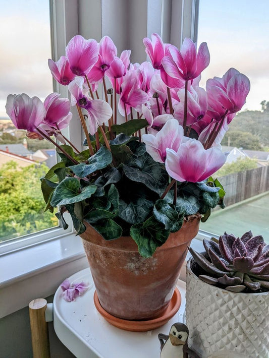 Cyclamen Flower Bulbs (Pack of 2) | Premium Winter Blooming Flower Bulbs |