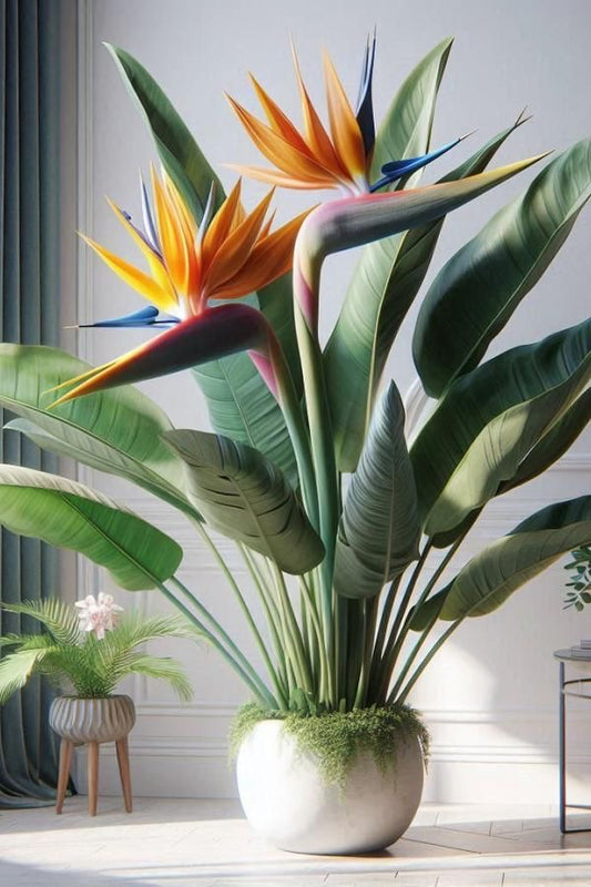 Bird of Paradise Flower Plant (Strelitzia reginae) – Live Plant | 2 Feet Tall | Tropical Ornamental Plant