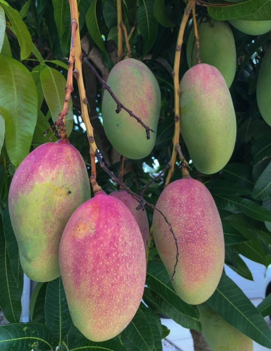 Imported Japanese Miyazaki Mango Fruit Plant (Grafted) | Premium Live Mango Plant |