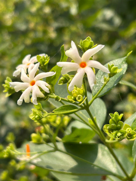 Harsingar (Parijat) Tree | Parijatak | Night Flowering Jasmine Live Plant | Sacred & Fragrant Flower Plant