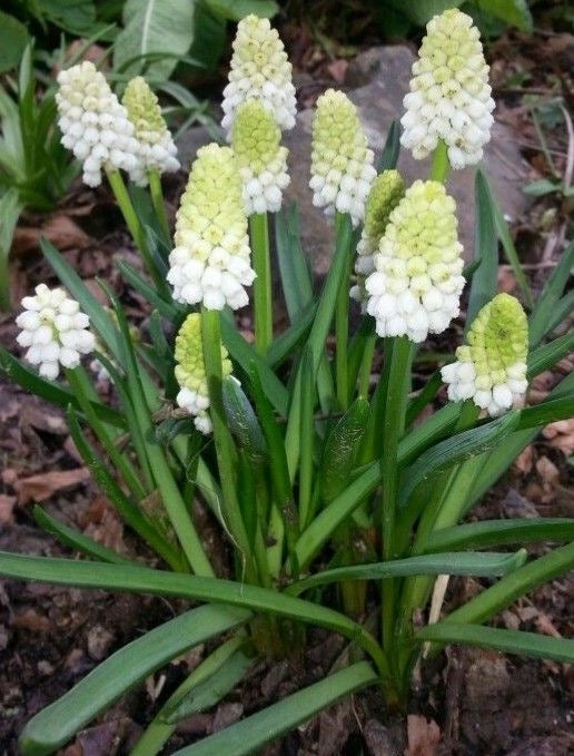 Muscari Flower Bulbs Pack of 5 | Imported Grape Hyacinth Bulbs | Spring Blooming Flowers