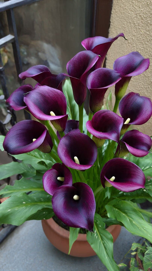 Imported Calla Lily Flower Bulbs – Pack of 2 | Exotic Zantedeschia Flower Bulbs