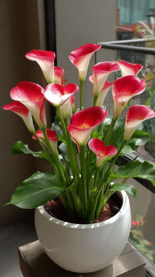 Imported Calla Lily Flower Bulbs – Pack of 5 Premium Bulbs |
