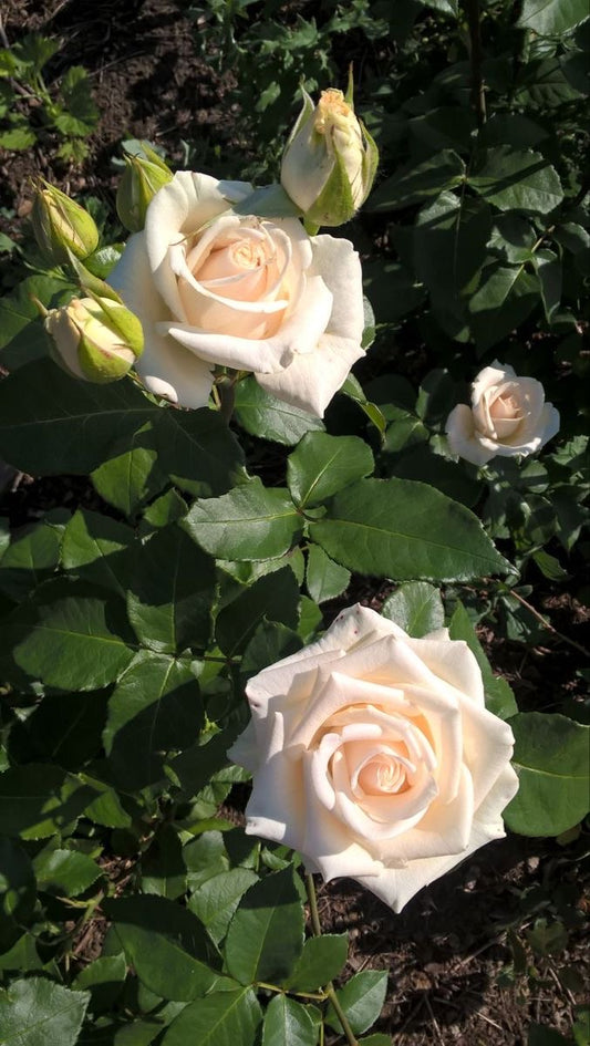 Imported Double Rose Flower Plant | Premium Double Petal Rose Plant for Home Garden