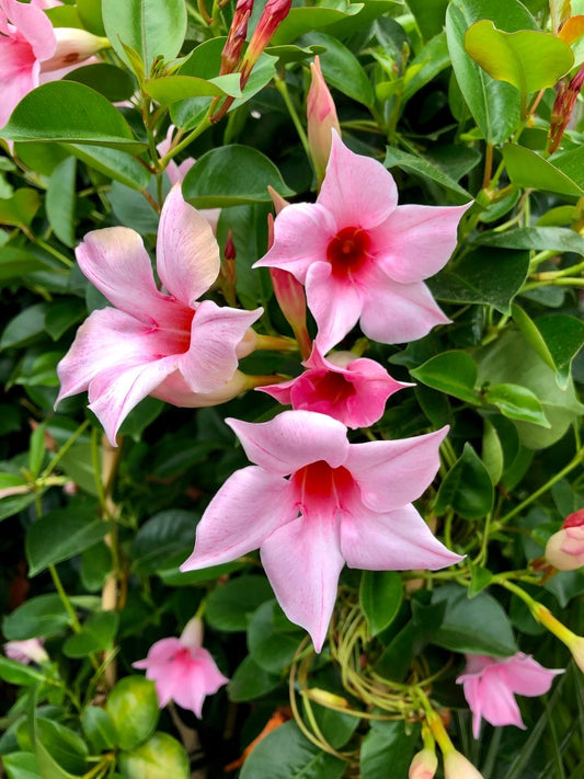 Climbing Allamanda Flowering Plant – Live Ornamental Climber for Garden, Balcony & Terrace