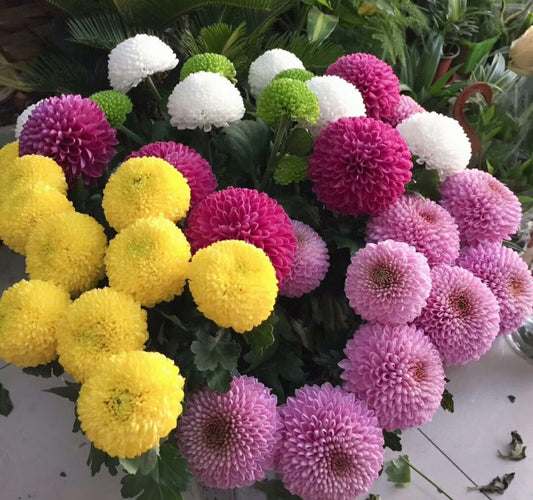 Pom Pom Chrysanthemum Flower Seeds – Pack of 60–70 Seeds
