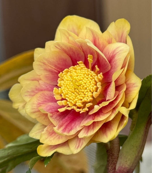 Imported Hellebore Flower Bulbs – Pack of 1 Bulb