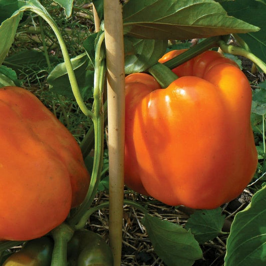 Imported Capsicum Vegetable Seeds – Pack of 100 Seeds |