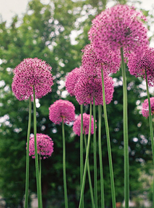 Imported Giant Allium Flower Bulbs – Large Purple Globe Flowers | Pack of 5 Bulbs