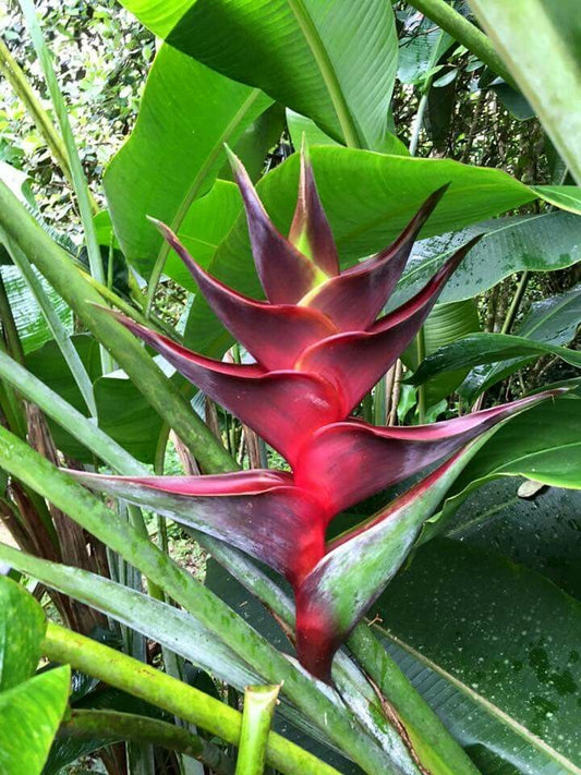 Exotic Heliconia Flower Bulbs (Rhizomes) – Pack of 2