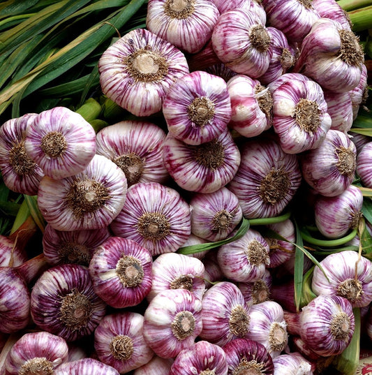 Premium Heirloom Pink Garlic Bulbs (Pack of 2)