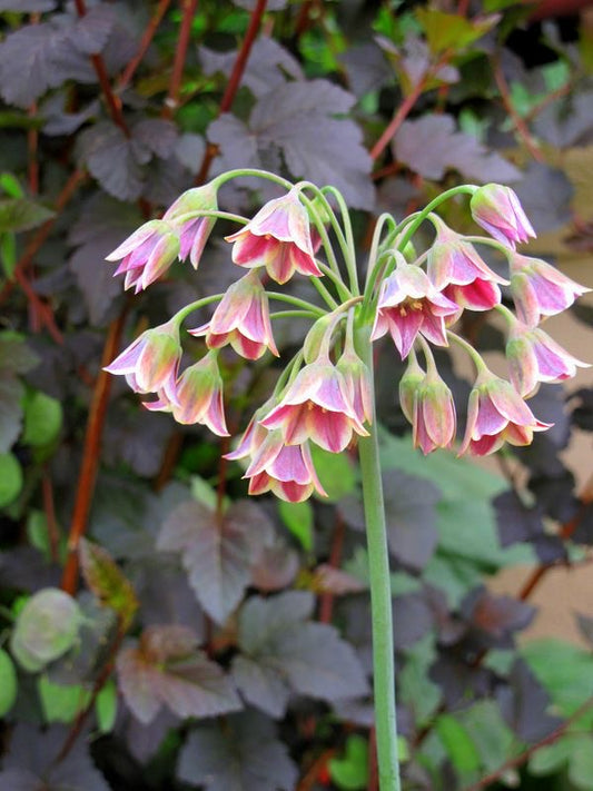 Honey Garlic Flower Bulbs – Pack of 2 (Allium siculum)