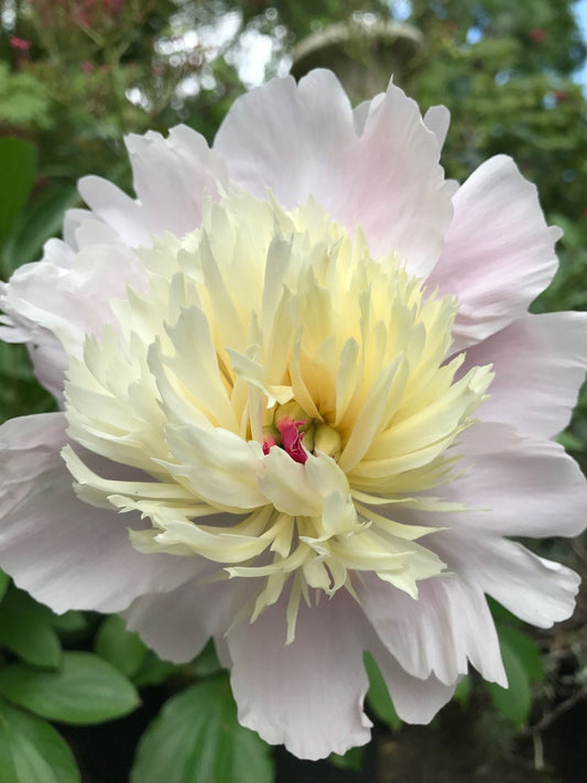 Premium Double Colour Peony Flower Bulb – (Pack of 1)