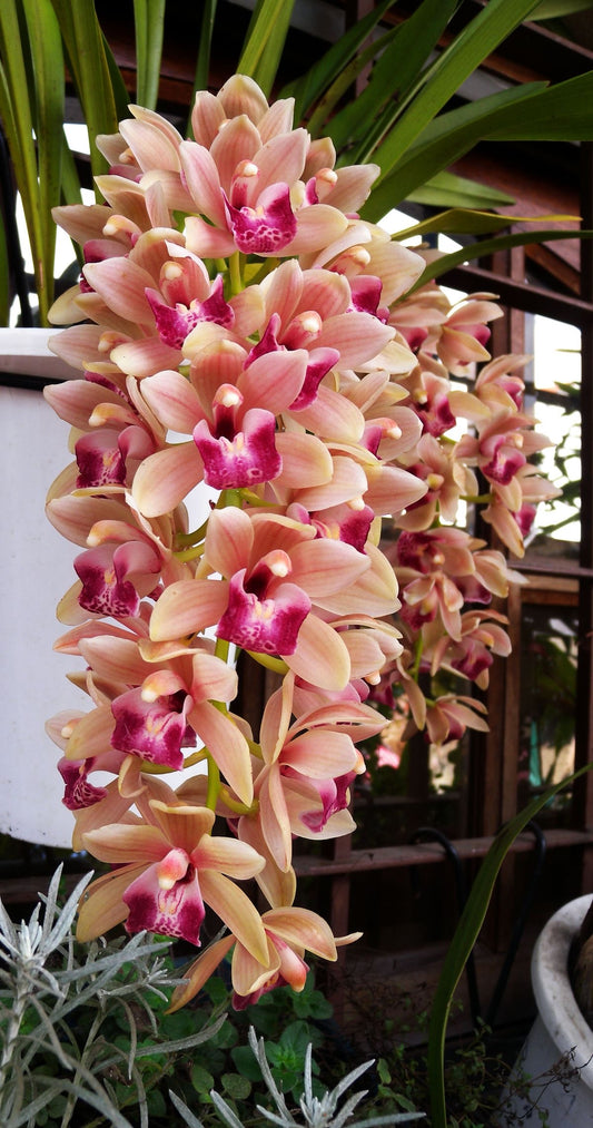 Premium Cymbidium Orchid Flower Bulbs – Pack of 2 |