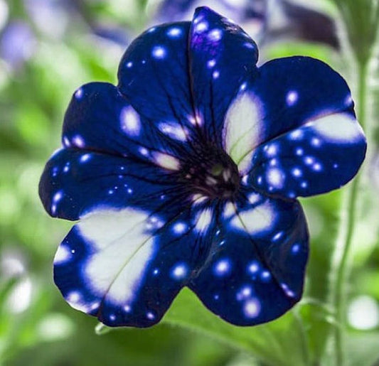Imported Petunia Flower Seeds – 60 to 80 Seeds | Beautiful Seasonal Flowering Plant