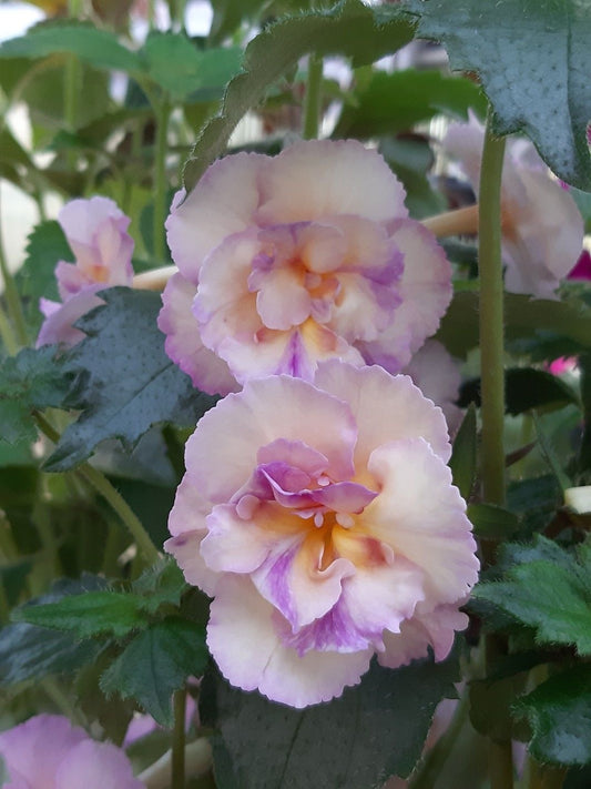 Double Achimenes Flower Bulbs Pack of 10 | Beautiful Garden Flowering Bulbs