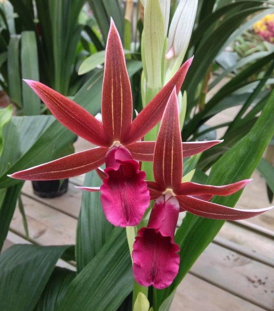 Nun Orchid Bulbs – Pack of 2 | Premium Orchid Flower Bulbs