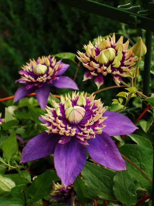 Imported Clematis Rhizome – Pack of 1 | Premium Climbing Flowering Vine for Garden, Trellis & Balcony