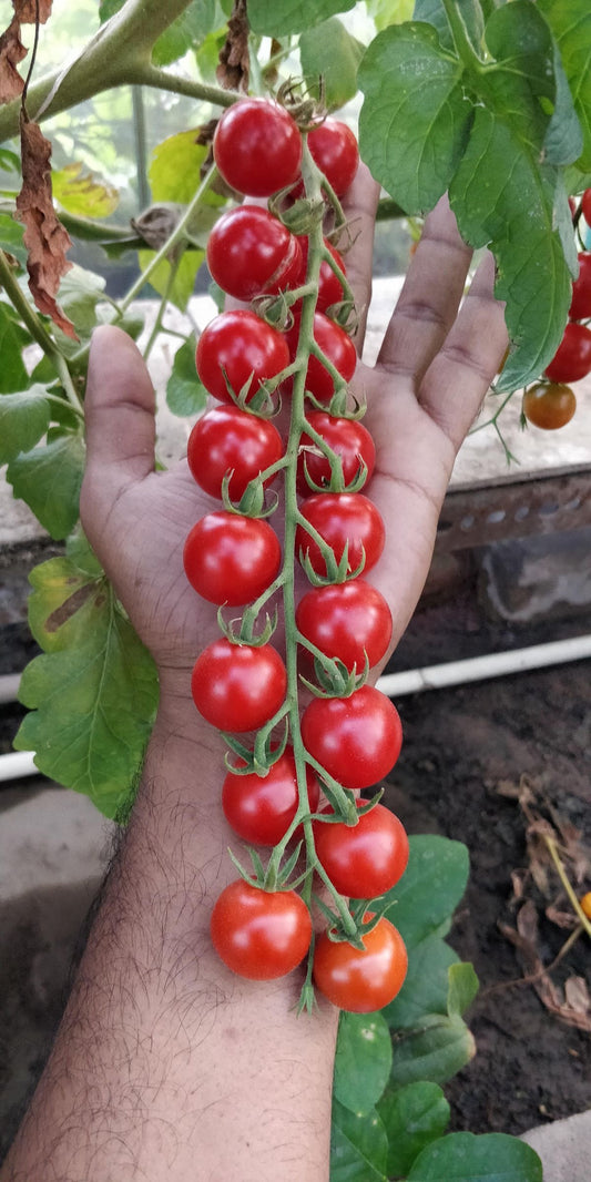Tomato Vegetable Seeds – Pack of 100 Seeds