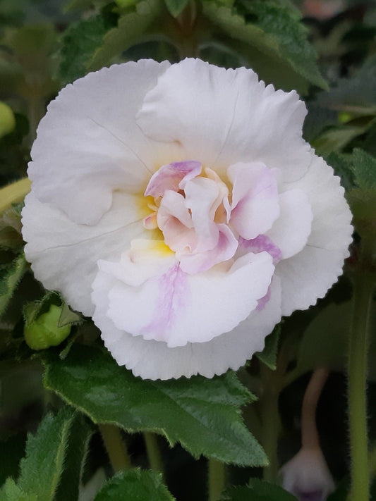 Achimenes Double Flower Bulbs – Pack of 10 | Colorful Double Blooming Bulbs for Pots & Home Garden