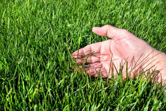American Bermuda Lawn Grass Seeds | Fast Growing Carpet Grass