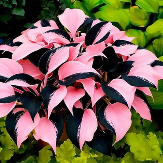 Imported Hosta Flower Seeds – Pack of 100 Seeds | Shade Loving Ornamental Foliage Plant for Home Garden