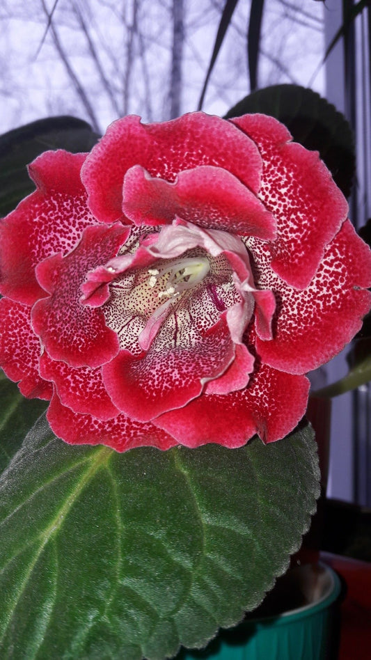Gloxinia Flower Bulbs (Tubers) – Pack of 2 |