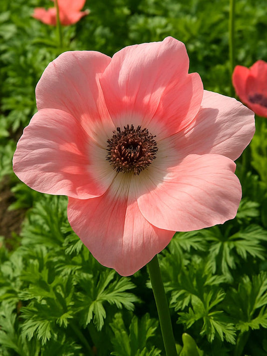 Imported Double Anemone Flower Bulbs | Premium Large Blooming Winter Flower for Home Garden & Pots