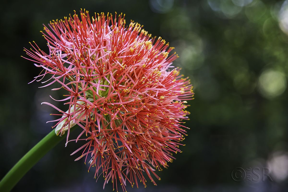 lily ball flower Football Lily (Scadoxus Multiflorus) Flower Bulbs